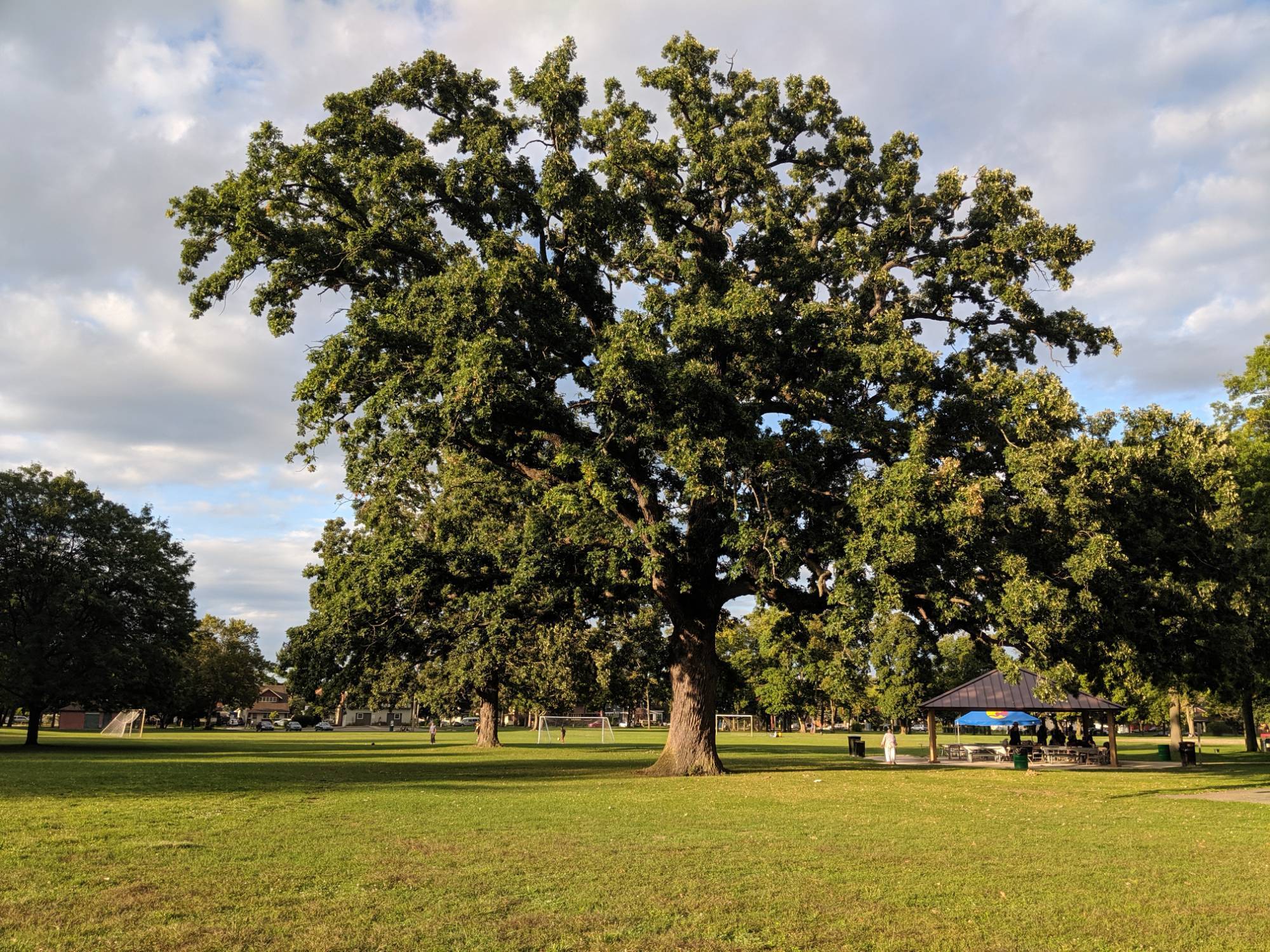 tree in the middle of a field in a park